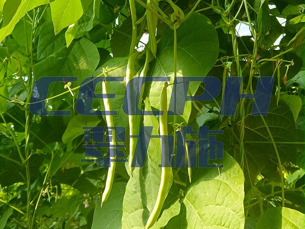 2025.11.17宁夏梅豆用以翠;梅豆打药打多出现药害又用以翠氨基酸叶面肥+锌肥+除草剂安全消缓剂5天之后就看到有明显的效果，又打一遍缓解药害的，梅豆一个月后植株长势健壮，叶片肥厚浓绿，结荚多 