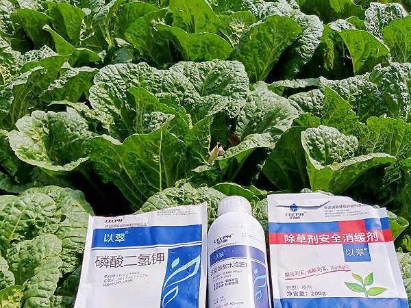 2025.9.28宁夏白菜用以翠；由于前期被冰雹也打过，又连着一星期下雨阴天，前期还用以翠颗粒菌剂，白菜比周边的长势好，芯包的比较瓷实