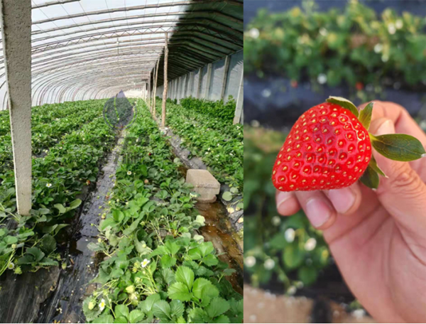 氨基酸叶面肥哪个品牌的好-以翠叶面肥草莓
