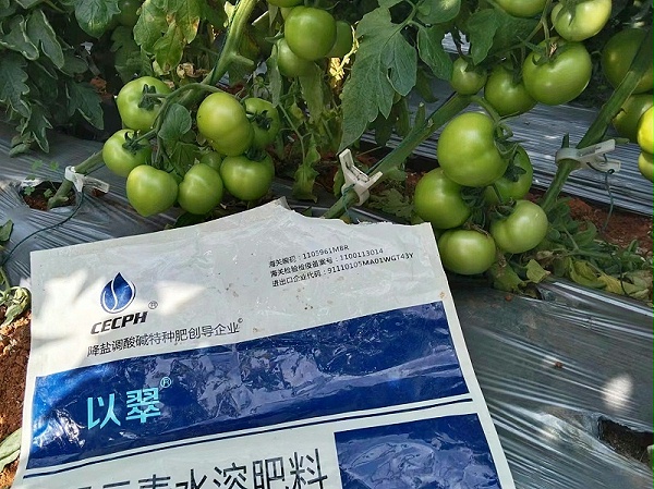 蔬菜用什么肥料好—以翠番茄效果