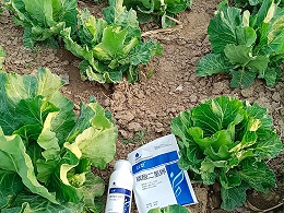 氨基酸叶面肥，合理使用更高效