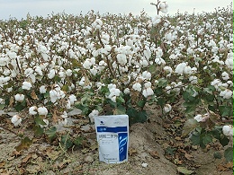 翠力施水溶肥，助力棉花丰产