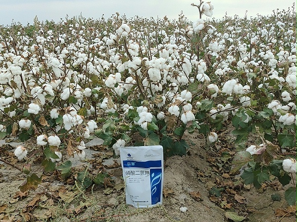 翠力施水溶肥-以翠棉花效果