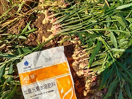 大姜施肥技术要点：用菌剂破难题
