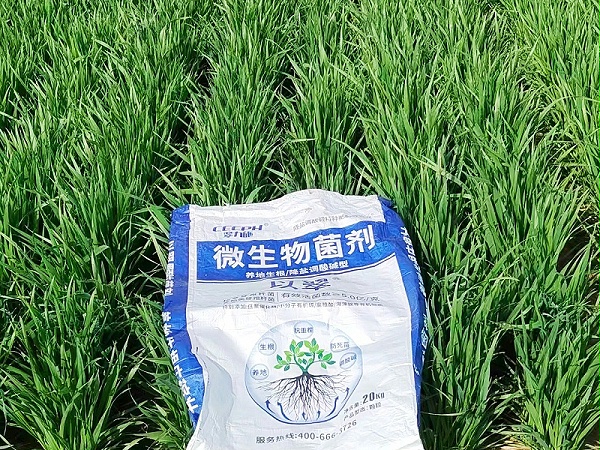 科学施肥-以翠小麦效果