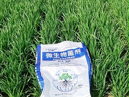 科学施肥是增产关键！