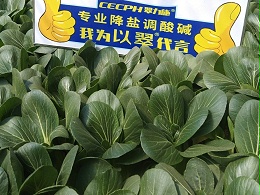 翠力施水溶肥：解决农业种植难题