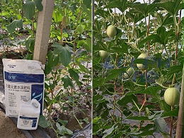 种甜瓜用什么肥最好？全程方案