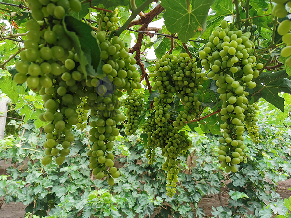 水溶肥哪家好-翠力施以翠水溶肥葡萄