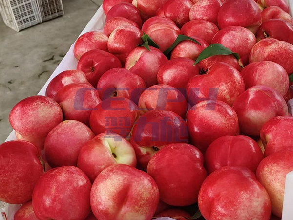 桃树施什么肥料-以翠桃子效果