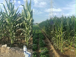 玉米追肥用什么肥料比较好？信赖翠力施