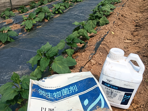 茄子施什么肥长得最好-以翠效果 茄子施什么肥长得最好-以翠效果