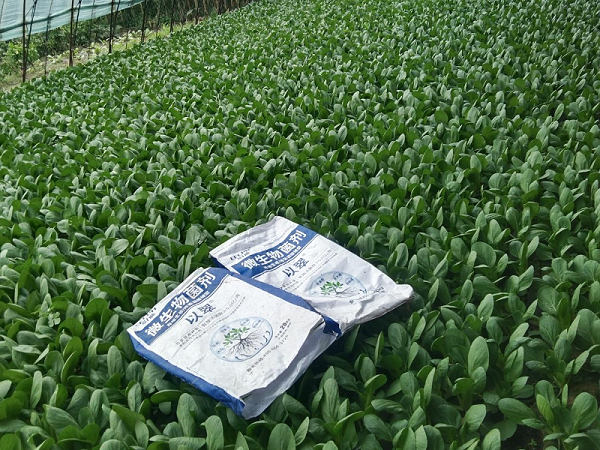 底肥用什么肥料好-以翠上海青效果