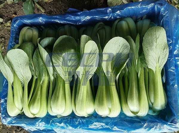 底肥用什么肥料好-以翠上海青效果