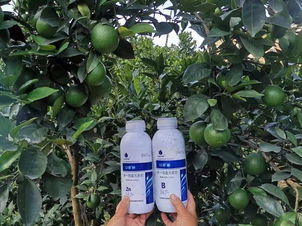 硼肥—以翠脐橙效果