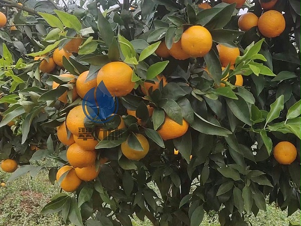 磷酸二氢钾—以翠柑橘
