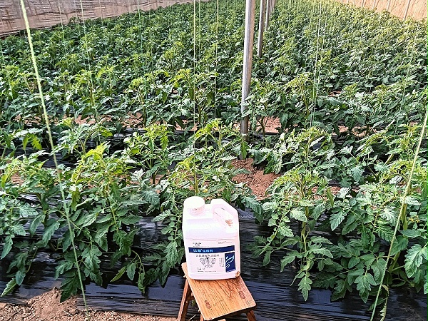 生根剂-以翠番茄效果