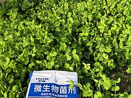 作物种植抓住这3点，根壮苗旺产量高