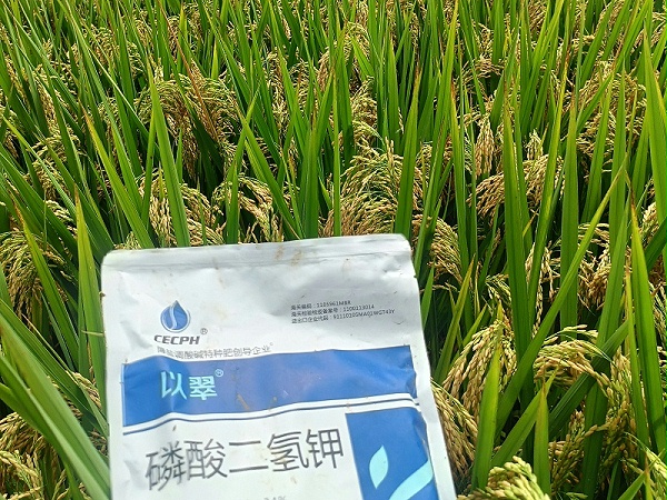 2025.9.13湖北水稻用以翠；无病害，抗逆性强，穗大籽粒饱满！ (4)_副本