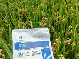 水稻正确施肥方法，让粮食满仓
