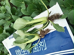 微生物菌剂，为何能预防土传病害？