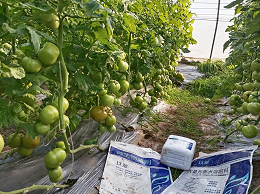 水溶肥该选哪种？这里有答案