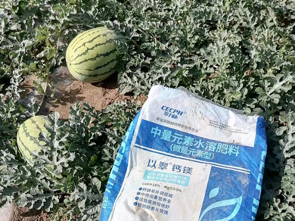 西瓜用什么肥料又大又甜-用以翠