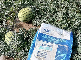 西瓜用什么肥料又大又甜？经验分享