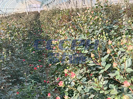 玫瑰花用什么肥料最好？