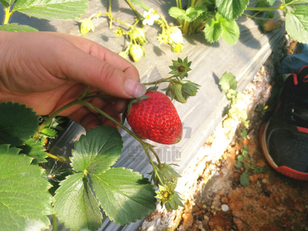 翠力施水溶肥-以翠草莓