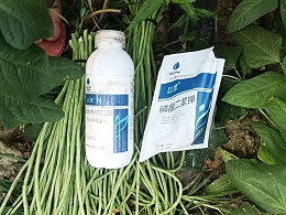 豆角用什么肥料最好？一文详解