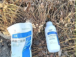 花生什么时候施肥最佳？看完就明白