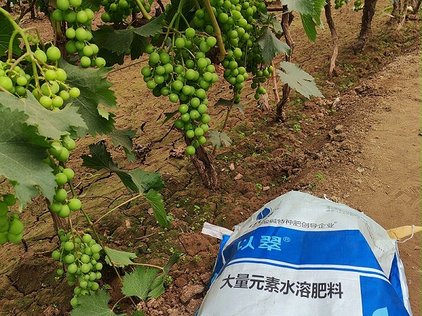 颗粒水溶肥-以翠葡萄效果