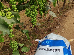 颗粒水溶肥，为何能助力果树丰收？
