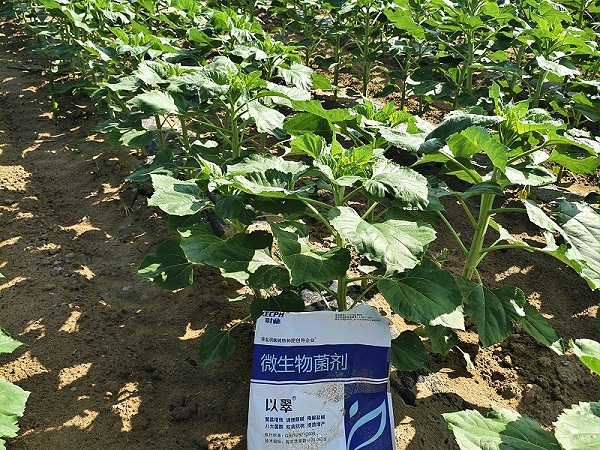 土壤盐碱化-以翠葵花效果