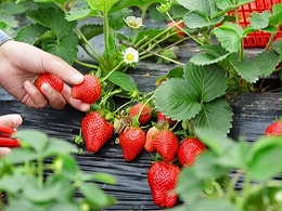 草莓应该如何合理的施肥？看看沈阳的这位张大哥怎么做